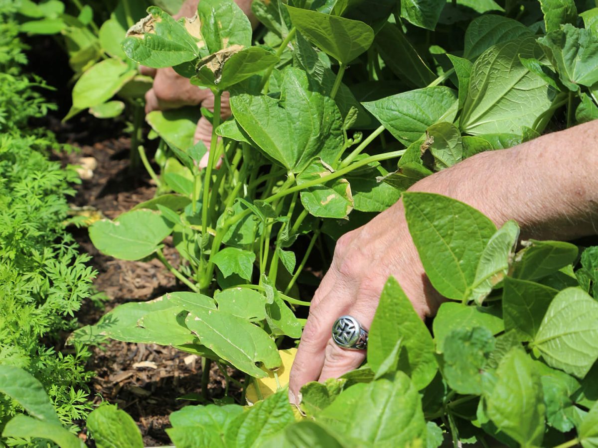 Charlie_gardening_8L5A5896